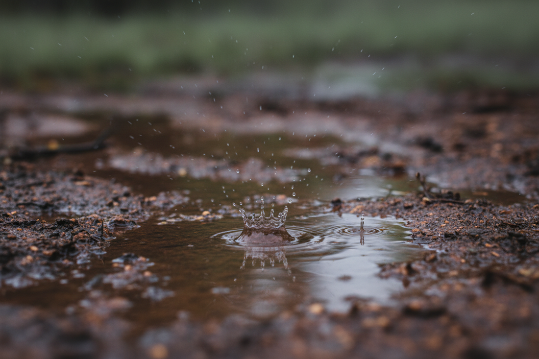 Petrichor, why do we love the smell of rain?